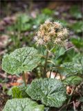 Petasites albus