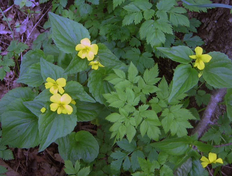 Изображение особи Viola acutifolia.