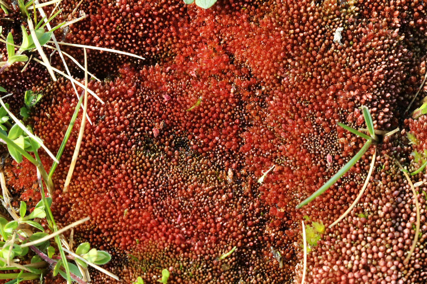 Image of Bryum cryophilum specimen.