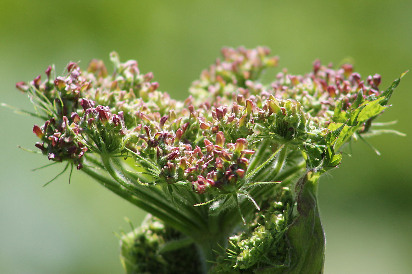 Изображение особи семейство Apiaceae.