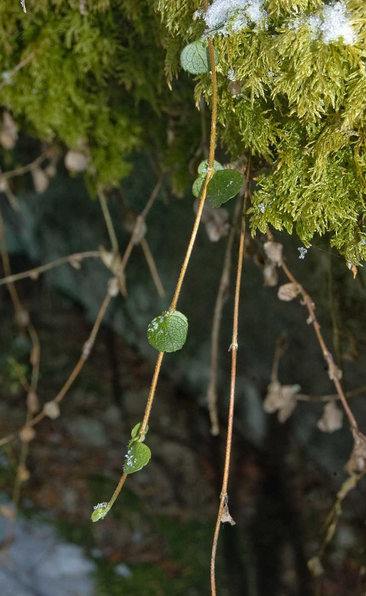 Image of Linnaea borealis specimen.