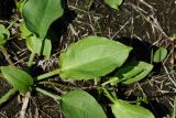 Alisma plantago-aquatica