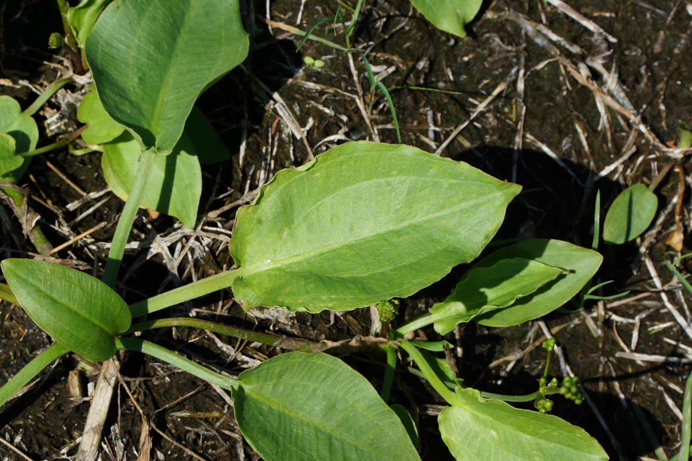 Изображение особи Alisma plantago-aquatica.