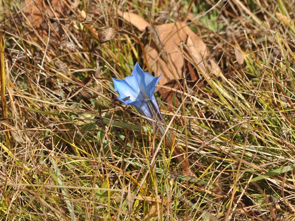 Image of Gentiana sino-ornata specimen.
