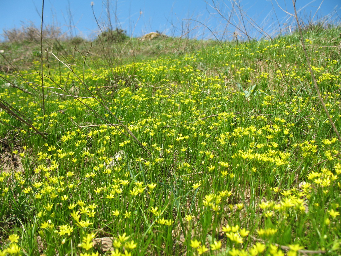 Изображение особи Gagea minutiflora.