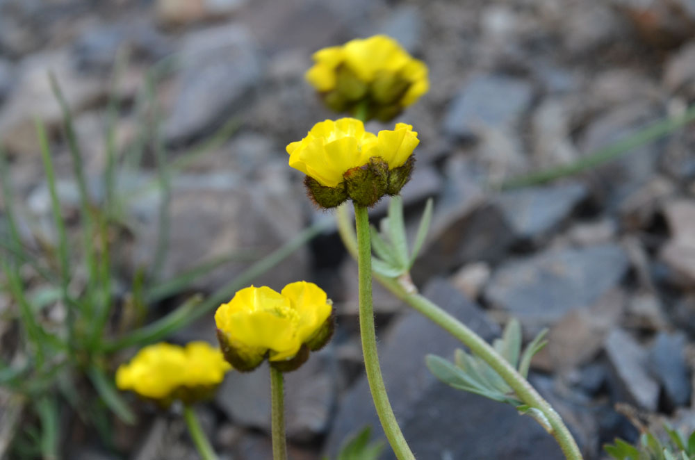 Изображение особи Ranunculus rufosepalus.