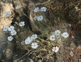 Lychnis sibirica