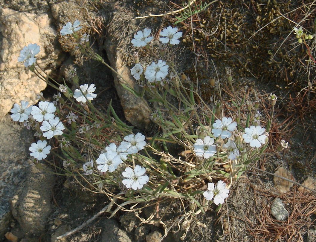 Изображение особи Lychnis sibirica.