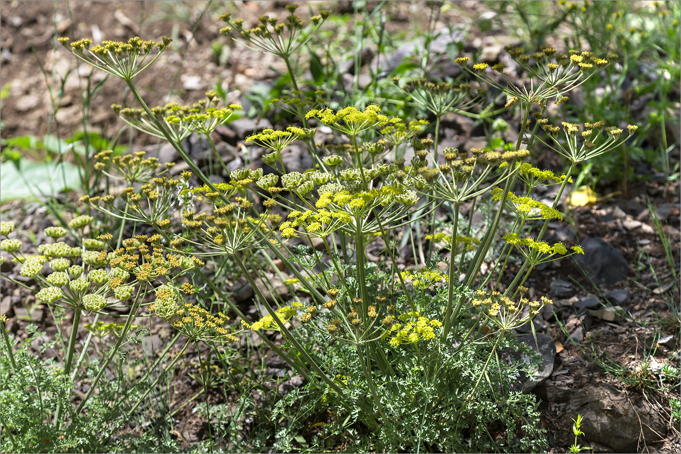 Image of Zosima absinthifolia specimen.