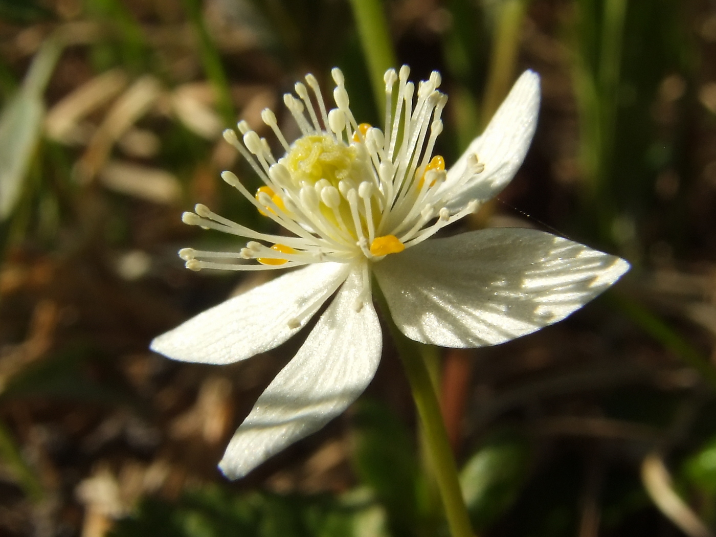 Изображение особи Coptis trifolia.