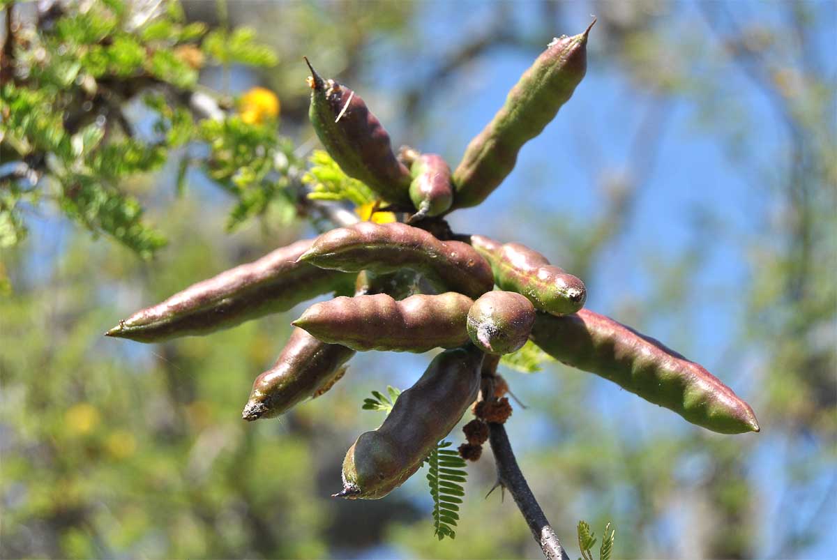 Изображение особи Vachellia farnesiana.