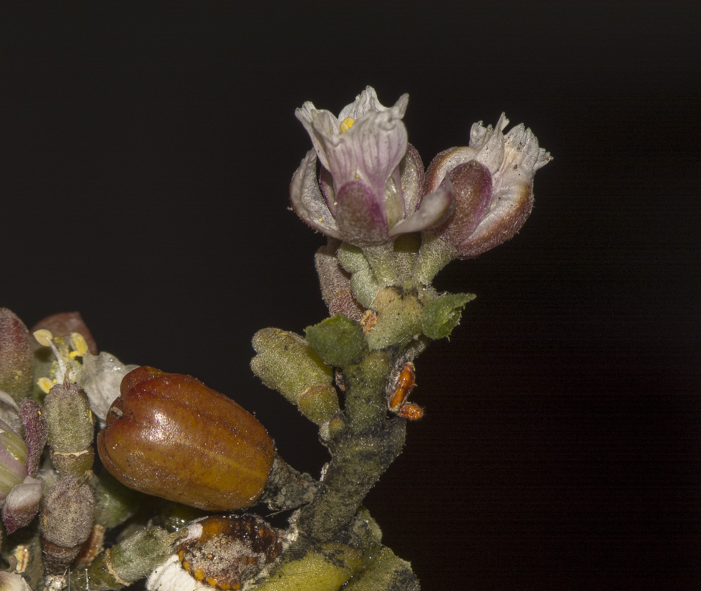 Image of Tetraena gaetula specimen.