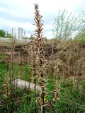 Oenothera biennis. Верхушка отплодоносившего и отмершего растения. Московская обл., г. Электрогорск, пустырь. 06.05.2018.