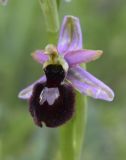 Ophrys bertolonii ssp. catalaunica