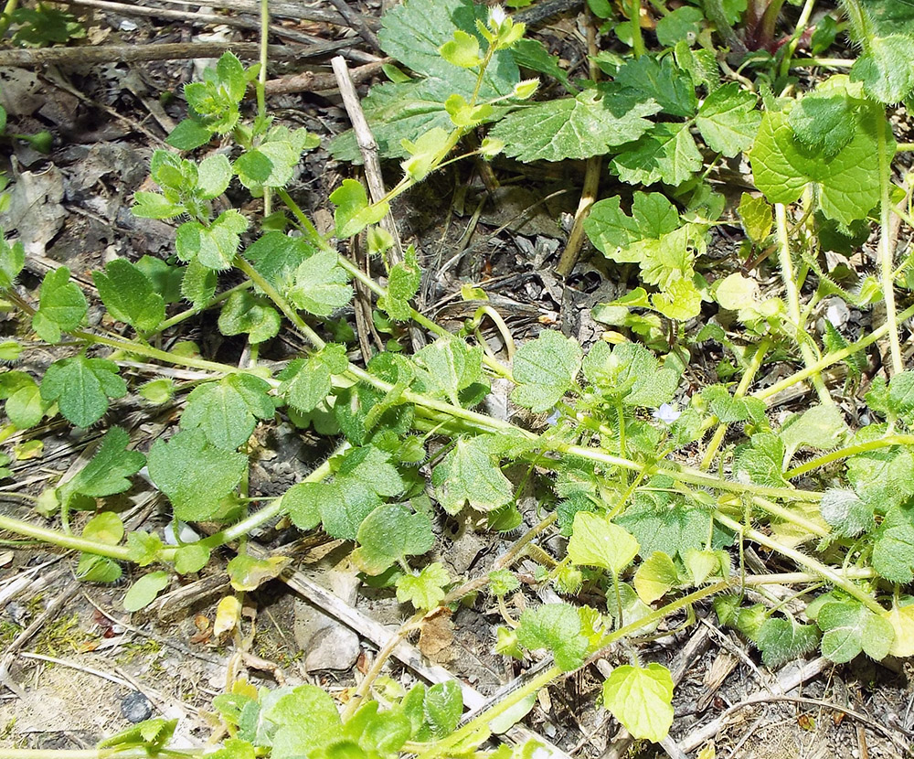 Image of Veronica sublobata specimen.