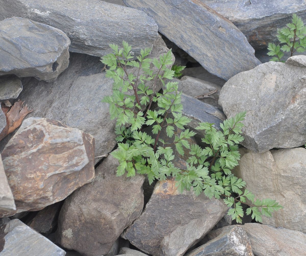 Image of familia Apiaceae specimen.