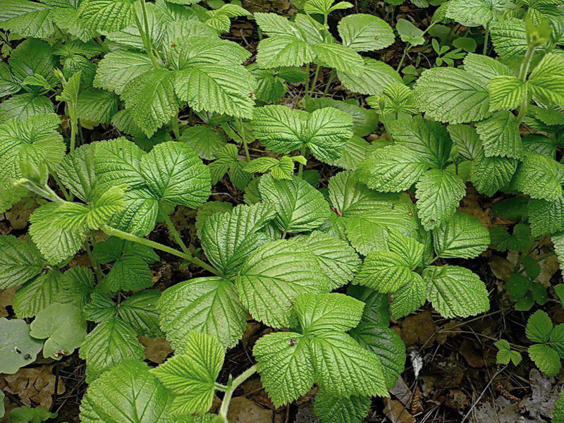 Image of Rubus saxatilis specimen.