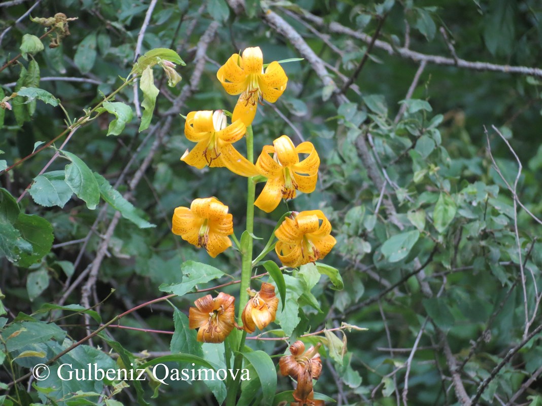 Image of Lilium armenum specimen.