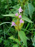 Galeopsis ladanum