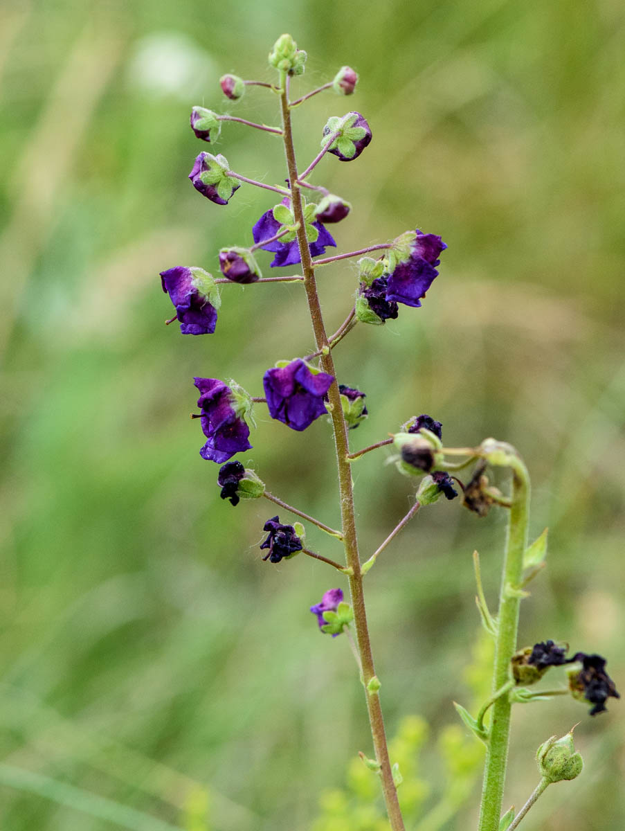 Image of Verbascum phoeniceum specimen.