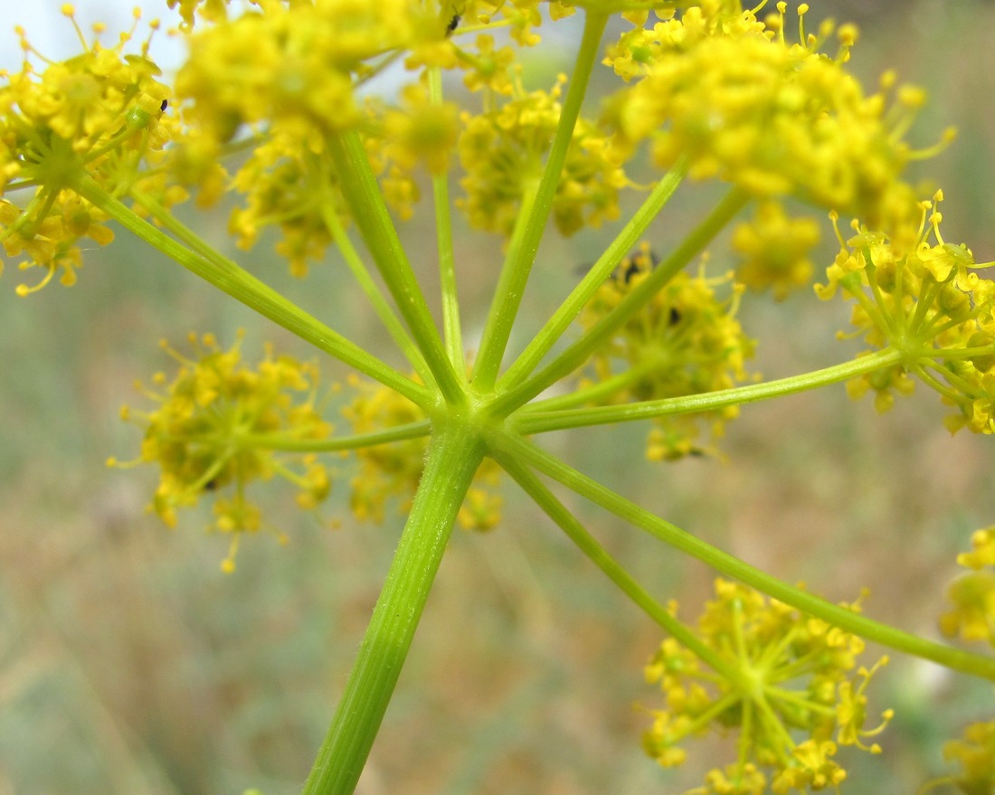 Изображение особи Pastinaca clausii.