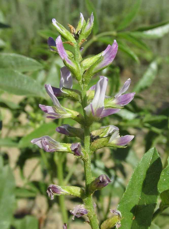 Изображение особи Glycyrrhiza glabra.