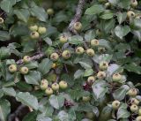 Pyrus pyraster. Ветви с созревающими плодами. Московская обл., Раменский р-н, окр. ж.-д. платформы Хрипань, поляна в смешаном лесу. 26.07.2018.