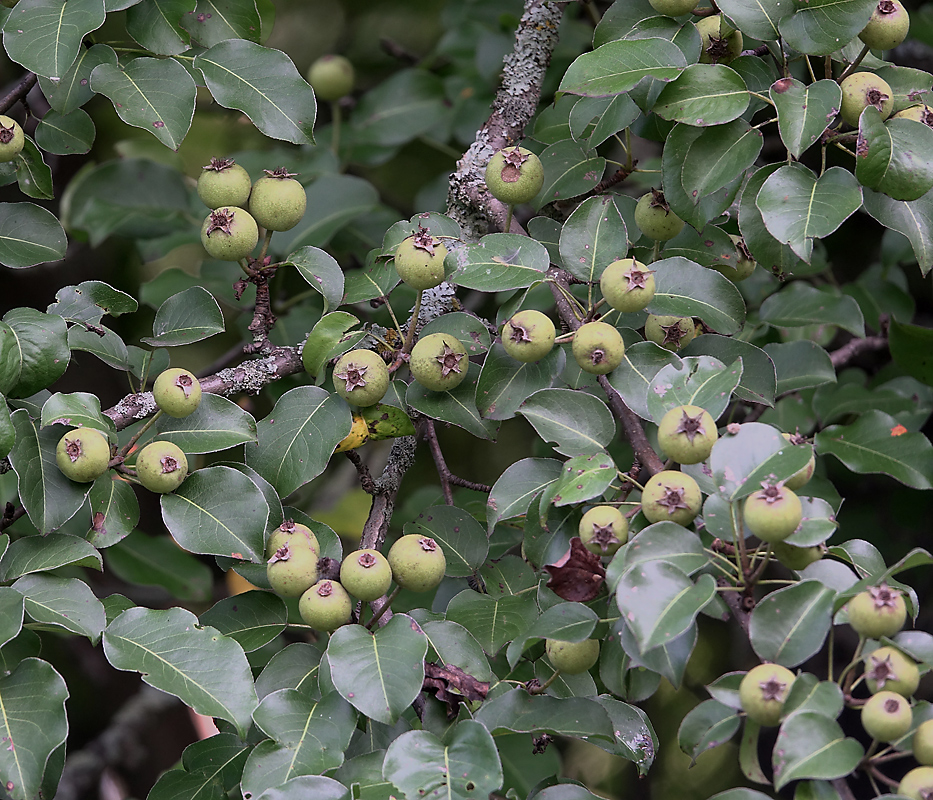 Image of Pyrus pyraster specimen.