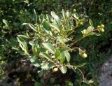 Ligustrum vulgare. Ветка с незрелыми плодами. Украина, Днепропетровская обл., Апостоловский р-н, Токовский сельский совет, скалы возле Токовских водопадов. 04.08.2018.