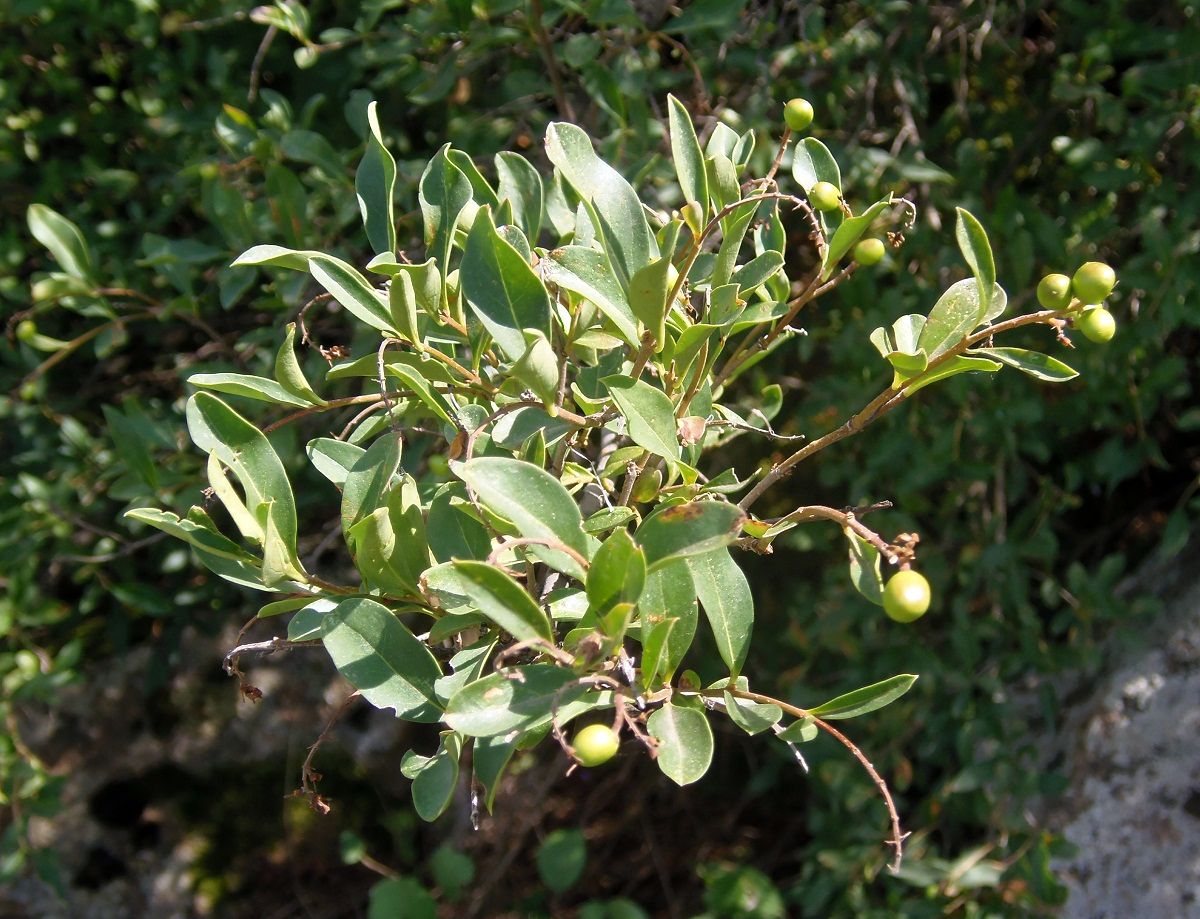 Image of Ligustrum vulgare specimen.