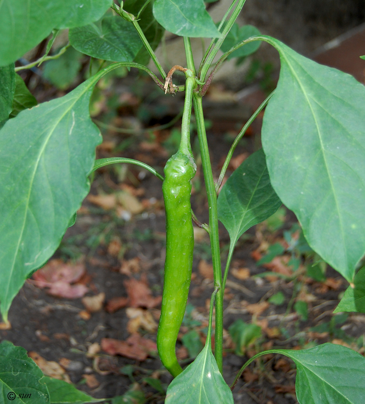 Изображение особи Capsicum annuum.