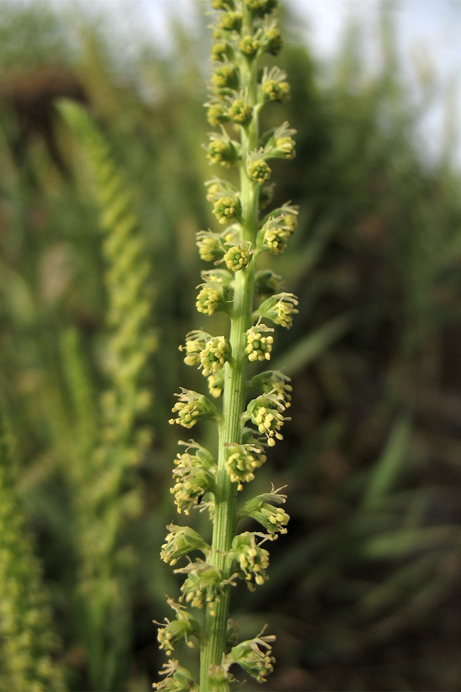 Image of Reseda luteola specimen.