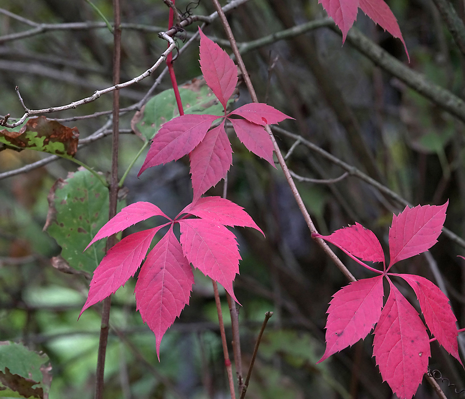 Изображение особи Parthenocissus quinquefolia.