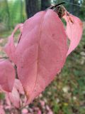 Euonymus verrucosus