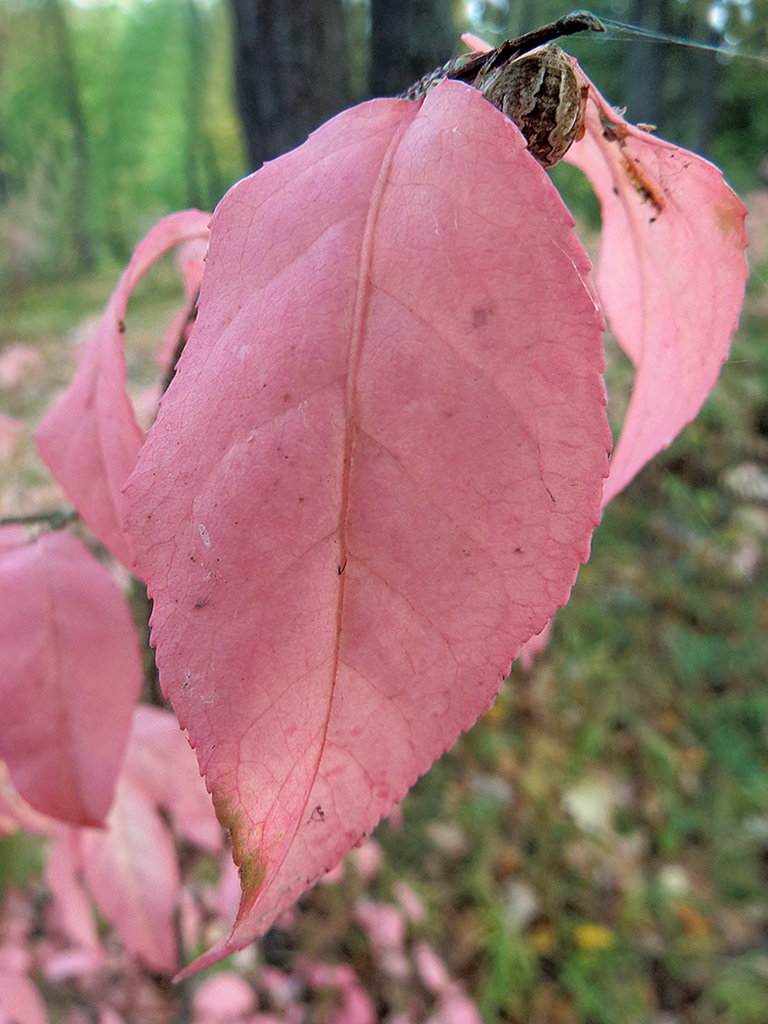 Изображение особи Euonymus verrucosus.