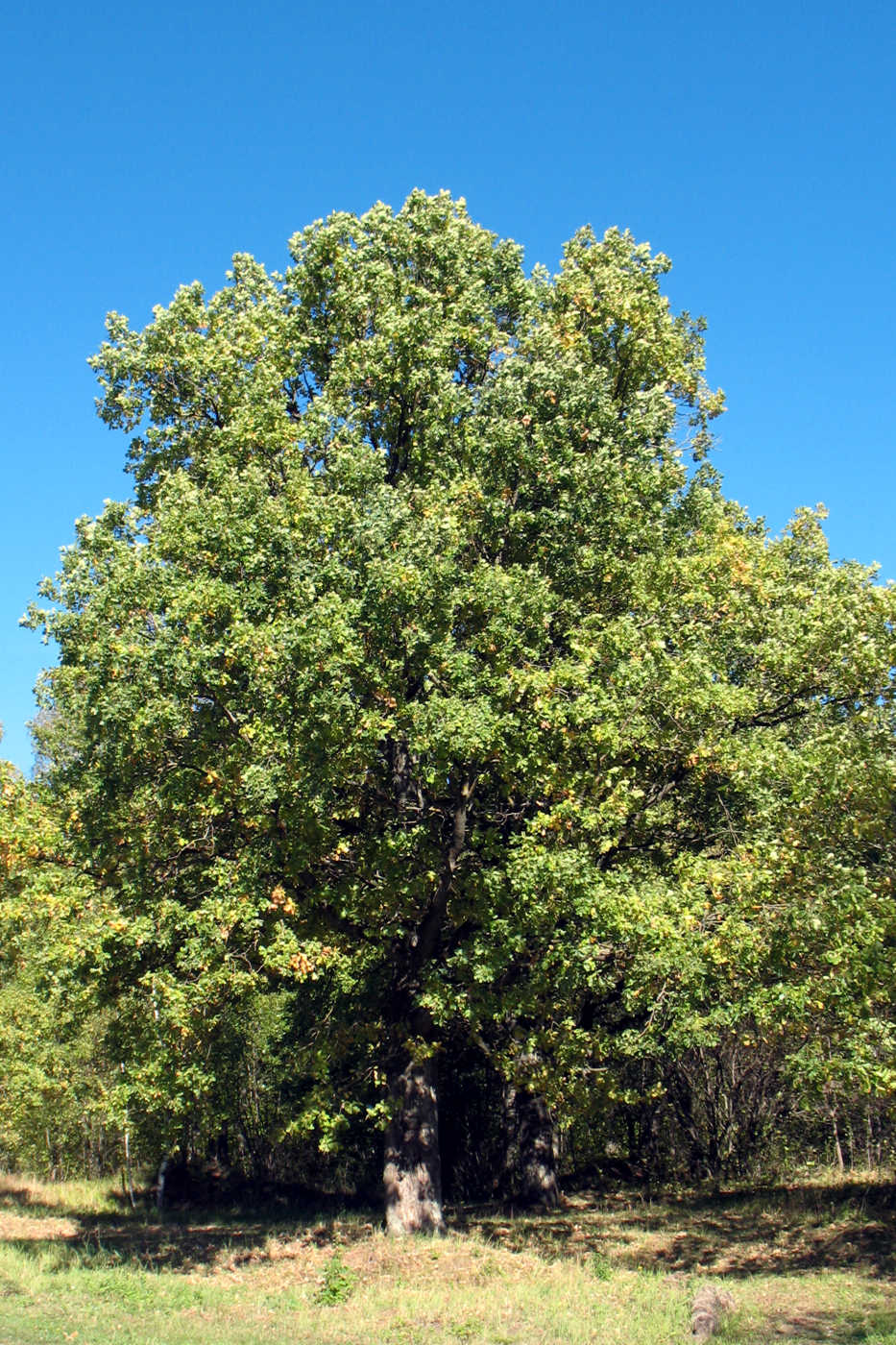 Image of Quercus robur specimen.