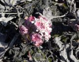 Petasites frigidus