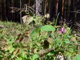 Lathyrus humilis. Цветущее растение. Свердловская обл., окр. г. Североуральск, просека под ЛЭП в районе скал Три Брата, травяной сосняк с лиственницей. 30.05.2010.