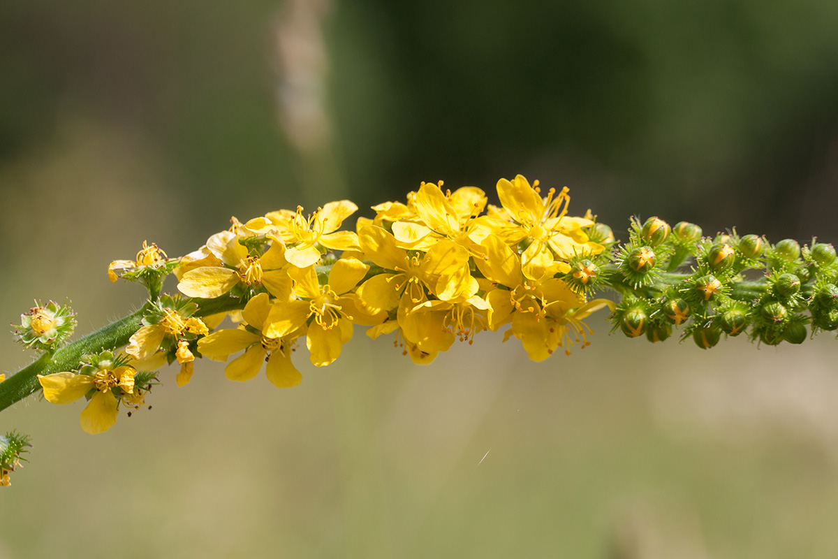 Image of Agrimonia eupatoria specimen.