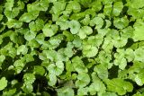 Glechoma hederacea. Листья вегетирующих растений. Санкт-Петербург, Кронштадтский р-н; о-в Котлин, 1-я мортирная батарея, дальномерный пост, гребень земляного вала. 15.09.2018.
