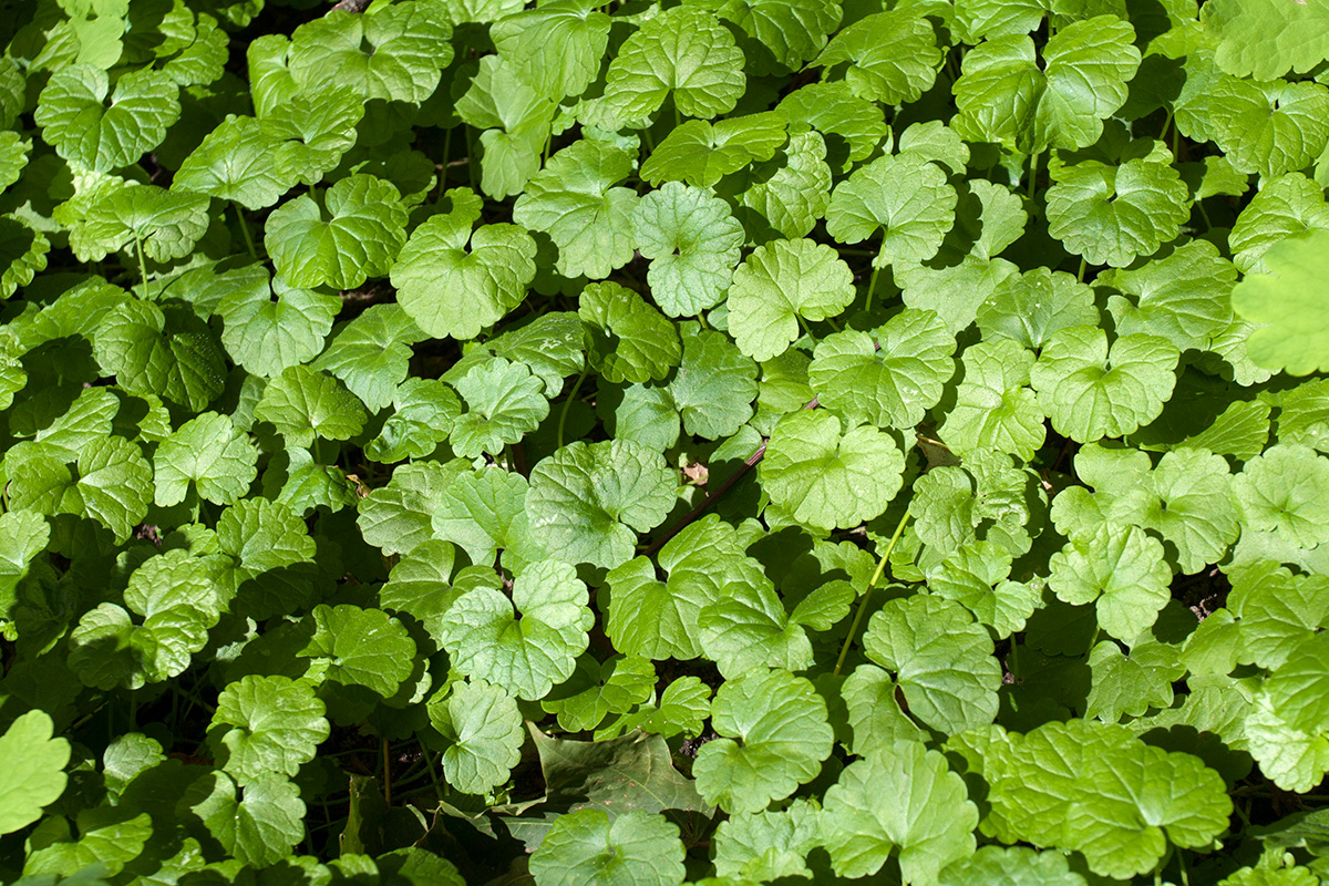 Изображение особи Glechoma hederacea.