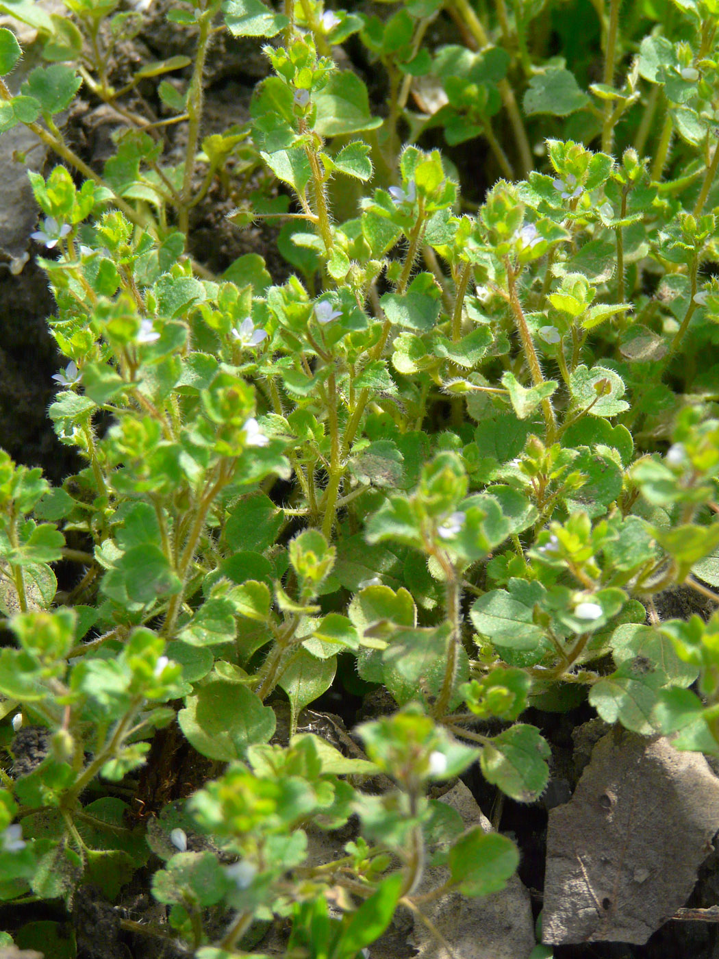 Изображение особи Veronica hederifolia.