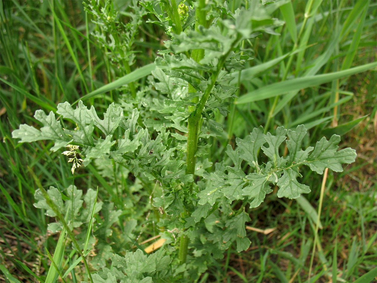 Изображение особи Senecio jacobaea ssp. dunensis.