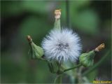 Sonchus asper. Верхушка побега с соплодием и отцветшими соцветиями. Украина, Ивано-Франковская обл., Болеховский горсовет, Поляницкий сельсовет, Поляницкий региональный ландшафтный парк, буковый лес, поляна. 29.08.2018.