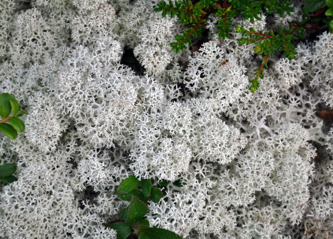 Image of Cladonia stellaris specimen.