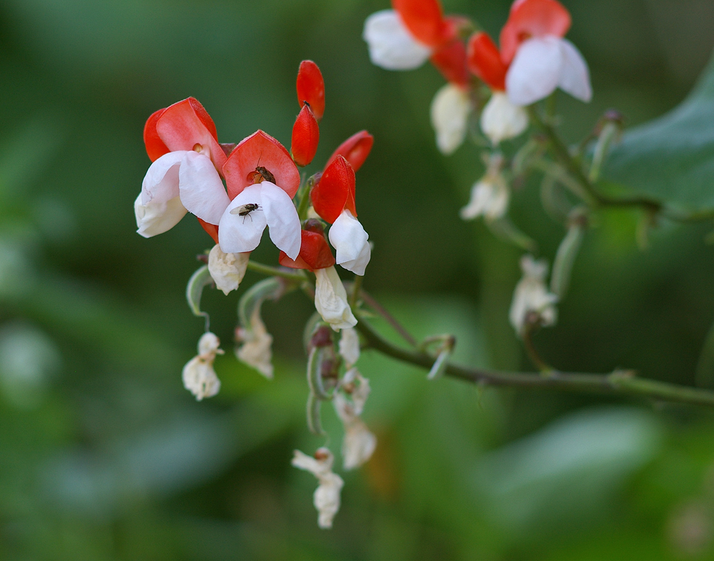 Изображение особи Phaseolus coccineus.