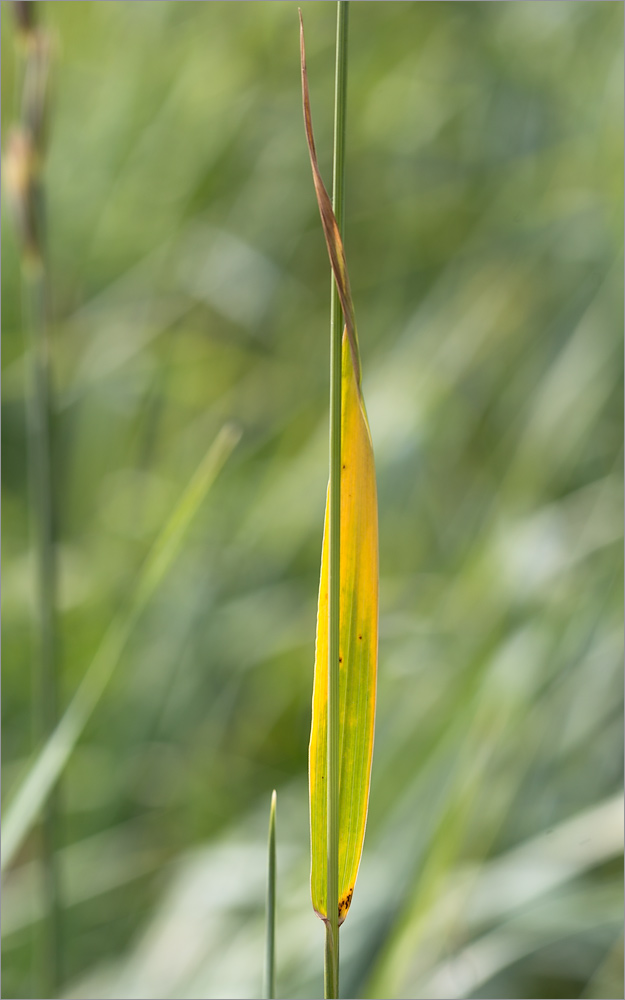 Изображение особи Elytrigia repens.