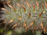 Trifolium angustifolium