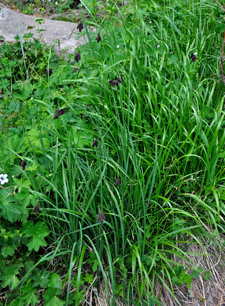 Image of Carex aterrima specimen.