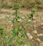 Cirsium ciliatum